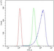 Flow cytometry testing of human HeLa cells with TNXB antibody at 1ug/million cells (blocked with goat sera); Red=cells alone, Green=isotype control, Blue= TNXB antibody.