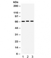 Western blot testing of human 1) 293, 2) A549 and 3) PANC cell lysate with KCNA5 antibody. Expected/observed molecular weight ~67 kDa.