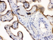 IHC testing of FFPE human placenta with EDNRB antibody. HIER: Boil the paraffin sections in pH 6, 10mM citrate buffer for 20 minutes and allow to cool prior to staining.