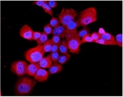 Immunofluorescent staining of FFPE human A431 cells with EDNRB antibody (red) and DAPI nuclear stain (blue). HIER: steam section in pH6 citrate buffer for 20 min.