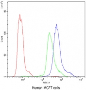 Flow cytometry testing of human MCF7 cells with PKC eta antibody at 1ug/10^6 cells (blocked with goat sera); Red=cells alone, Green=isotype control, Blue= PKC eta antibody.