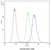 Flow cytometry testing of human A431 cells with PKC eta antibody at 1ug/10^6 cells (blocked with goat sera); Red=cells alone, Green=isotype control, Blue= PKC eta antibody.