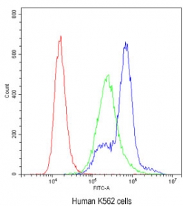 Flow cytometry testing of human K562 cells with PKC eta antibody at 1ug/million cells (blocked with goat sera); Red=cells alone, Green=isotype control, Blue= PKC eta antibody.