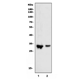 Western blot testing of human 1) Jurkat and 2) HepG2 cell lysate with Cdk2