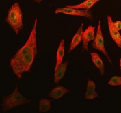 Flow cytometry testing of human U-2 OS cells with Cdk2 antibody at 1ug/million cells (blocked with goat sera); Red=cells alone, Green=isotype control, Blue= Cdk2 antibody.