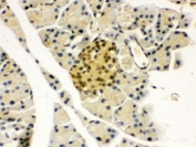 IHC testing of FFPE mouse pancreas with PAX6 antibody. HIER: Boil the paraffin sections in pH 6, 10mM citrate buffer for 20 minutes and allow to cool prior to staining.