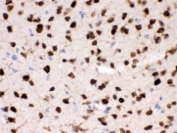 IHC testing of FFPE mouse brain with HuD antibody. HIER: Boil the paraffin sections in pH 6, 10mM citrate buffer for 20 minutes and allow to cool prior to staining.
