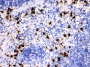 IHC testing of FFPE mouse spleen with S100A8 antibody. HIER: Boil the paraffin sections in pH 6, 10mM citrate buffer for 20 minutes and allow to cool prior to staining.