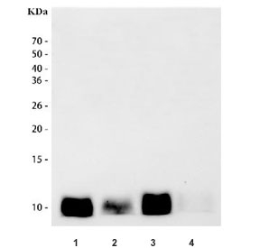 Western blot testing of mouse spleen lysate with S100A8 antibody. Predicted molecular weight ~11 kDa, observed here at ~19 kDa.
