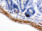 IHC testing of FFPE mouse intestine with MAOB antibody. HIER: Boil the paraffin sections in pH 6, 10mM citrate buffer for 20 minutes and allow to cool prior to staining.