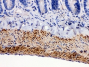 IHC testing of FFPE rat intestine with MAOB antibody. HIER: Boil the paraffin sections in pH 6, 10mM citrate buffer for 20 minutes and allow to cool prior to staining.