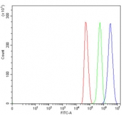 Flow cytometry testing of human U-251 cells with RPA1 antibody at 1ug/million cells (blocked with goat sera); Red=cells alone, Green=isotype control, Blue= RPA1 antibody.