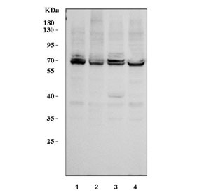 Western blot testing of human 1) HeLa, 2) K562, 3) HepG2 and 4) 293T cell lysate with RPA1 antibody. Expected molecular weight ~70 kDa. A slightly larger acetylated form is sometimes observed.