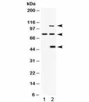 Western blot testing of 1) rat brain and 2) human 293 lysate with PACE4 antibody. Expected molecular weight: ~106/105 kDa (isoforms PACE4A-I/II), ~72 kDa (isoform PACE4C), ~55 kDa (isoform PACE4D).
