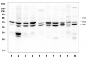 Western blot testing of human 1) A431, 2) HeLa, 3) HepG2, 4) Jurkat 5) K562, 6) ThP-1, 7) rat C6, 8) mouse thymus, 9) mouse RAW264.7 and 10) mouse NIH 3T3 lysate using SHC antibody. Expected molecular weight: 46-66 kDa (three isoforms).