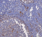 IHC staining of FFPE human tonsil tissue with Aquaporin 1 antibody. HIER: boil tissue sections in pH8 EDTA for 20 min and allow to cool before testing.