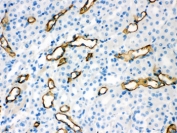 IHC testing of FFPE mouse kidney with Aquaporin 1 antibody. HIER: Boil the paraffin sections in pH 6, 10mM citrate buffer for 20 minutes and allow to cool prior to staining.