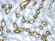 IHC testing of FFPE rat kidney with Aquaporin 1 antibody. HIER: Boil the paraffin sections in pH 6, 10mM citrate buffer for 20 minutes and allow to cool prior to staining.