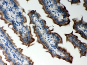 IHC testing of FFPE mouse intestine with Peroxiredoxin 5 antibody. HIER: Boil the paraffin sections in pH 6, 10mM citrate buffer for 20 minutes and allow to cool prior to staining.
