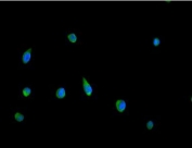 Immunofluorescent staining of FFPE human HeLa cells with Peroxiredoxin 5 antibody (green) and DAPI nuclear stain (blue). HIER: steam section in pH6 citrate buffer for 20 min.