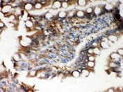 IHC testing of FFPE rat intestine with Peroxiredoxin 5 antibody. HIER: Boil the paraffin sections in pH 6, 10mM citrate buffer for 20 minutes and allow to cool prior to staining.