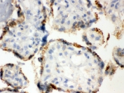 IHC testing of frozen human placental tissue with PDIA3 antibody.
