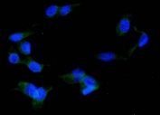 Immunofluorescent staining of FFPE human U-2 OS cells with PDIA3 antibody (green) at 2ug/ml and DAPI nuclear stain (blue). HIER: steam section in pH6 citrate buffer for 20 min.