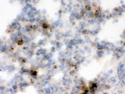 IHC testing of frozen rat lung tissue with LCN2 antibody.