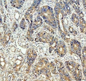 IHC testing of FFPE mouse brain with CDC25B antibody. HIER: Boil the paraffin sections in pH 6, 10mM citrate buffer for 20 minutes and allow to cool prior to staining.