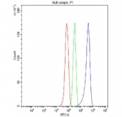 Flow cytometry testing of fixed and permeabilized human HepG2 cells with CDC25B antibody at 1ug/million cells (blocked with goat sera); Red=cells alone, Green=isotype control, Blue= CDC25B antibody.