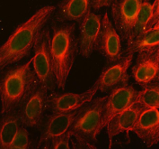 Immunofluorescent staining of FFPE human U-2 OS cells with CDC25 antibody (green) and Alpha Tubulin mAb (red). HIER: steam section in pH6 citrate buffer for 20 min.