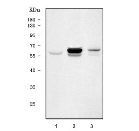 Western blot testing of 1) human HepG2, 2) rat liver and 3) mouse liv
