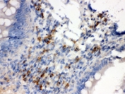 IHC testing of FFPE mouse intestine with Syndecan 4 antibody. HIER: Boil the paraffin sections in pH 6, 10mM citrate buffer for 20 minutes and allow to cool prior to staining.