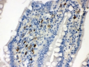 IHC testing of FFPE rat intestine with Syndecan 4 antibody. HIER: Boil the paraffin sections in pH 6, 10mM citrate buffer for 20 minutes and allow to cool prior to staining.