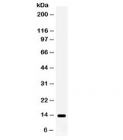 Western blot testing of mouse ovary lysate with S100A9 antibody. Expected/observed molecular weight ~14 kDa.