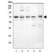 Western blot testing of 1) human HepG2, 2) human HeLa, 3) human A549, 4) rat heart and 5) mouse heart tissue lysate with GRK5 antibody. Expected molecular weight ~68 kDa.