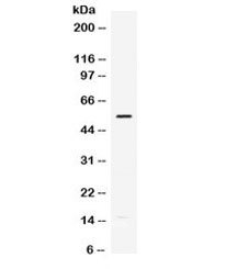 Western blot testing of mouse HEPA lysate with Mmp-12 antibody. Expected/observed molecular weight ~55 kDa.