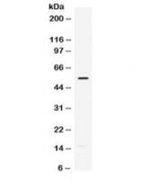 Western blot testing of mouse HEPA lysate with Mmp-12 antibody. Predicted molecular weight: ~55 kDa (pro form), ~45 kDa and ~22 kDa (active forms).