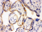 IHC testing of frozen human placental tissue with Surfactant protein D antibody.