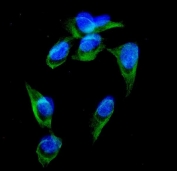Immunofluorescent staining of FFPE human U-2 OS cells with GRK3 antibody (green) and DAPI nuclear stain (blue). HIER: steam section in pH6 citrate buffer for 20 min.