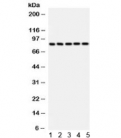 Western blot testing of rat 1) liver, 2) testis, 3) brain,  and human 4) HeLa and 5) A549 lysate with SOX5 antibody. Predicted/observed molecular weight ~84 kDa.