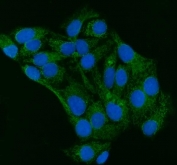 Immunofluorescent staining of FFPE human HeLa cells with GRP75 antibody (green) and DAPI nuclear stain (blue). HIER: steam section in pH6 citrate buffer for 20 min.