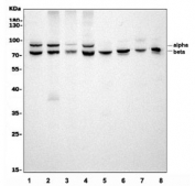 Western blot testing of 1) mouse ANA-1, 2) monkey COS-7, 3) human A549, 4) human K562, 5) rat heart, 6) rat brain, 7) mouse heart and 8) mouse brain tissue lysate with STAT3 antibody. Expected molecular weight: ~92 kDa (alpha) and ~83 kDa (beta).