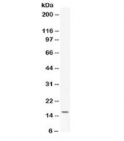 Western blot testing of mouse NIH3T3 cell lysate with Leptin antibody. Expected/observed molecular weight ~16 kDa.