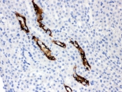 IHC testing of FFPE mouse kidney with Aquaporin 2 antibody. HIER: Boil the paraffin sections in pH 6, 10mM citrate buffer for 20 minutes and allow to cool prior to staining.