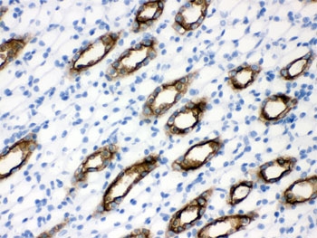 IHC testing of FFPE rat kidney with Aquaporin 2 antibody. HIER: Boil the paraffin sections in pH 6, 10mM citrate buffer for 20 minutes and allow to cool prior to staining.