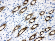 IHC testing of FFPE rat kidney with Aquaporin 2 antibody. HIER: Boil the paraffin sections in pH 6, 10mM citrate buffer for 20 minutes and allow to cool prior to staining.