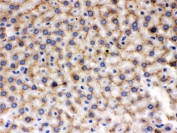 IHC testing of FFPE rat liver with MMP9 antibody. HIER: Boil the paraffin sections in pH 6, 10mM citrate buffer for 20 minutes and allow to cool prior to staining.