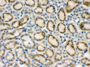 IHC testing of FFPE mouse kidney with MMP9 antibody. HIER: Boil the paraffin sections in pH 6, 10mM citrate buffer for 20 minutes and allow to cool prior to staining.
