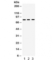 Western blot testing of 1) rat NRK, 2) mouse ANA-1 and 3) mouse HEPA cell lysate with MMP9 antibody. Predicted molecular weight: 92/67-80 kDa (precursor/mature forms), observed here at ~78 kDa.